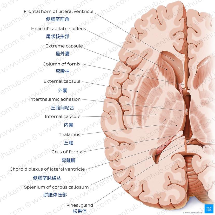 基底神经节断层解剖图
